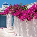 The Bougainvillea