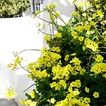 Driopida 5 Irida