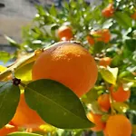 Orange Tree Apartment