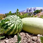 Relaxia Estate Naxos