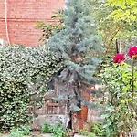Despina'S Yard
