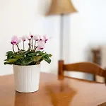 Plethora Homes