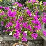 Casa Malva Giardino