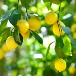 Traditional Lemon House Near To Pireaus Port