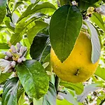 Lemon Tree House Varkiza