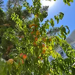 Theodorou Beach Hotel Apartments