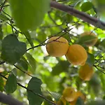 Lemon House Near To Pireaus Port