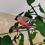 Harmony Resort