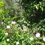 Grapes And Roses 2