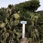 Saint Alexander Residence Mykonos