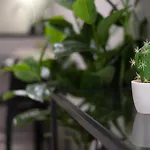 Cozy Suites By Nest