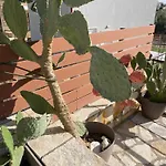 Casa Opuntia Sivota -Ανεξάρτητη Εξοχική Κατοικία