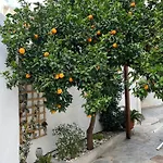 Maria'S Jasmine