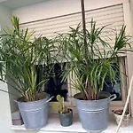 The Makrina Flat