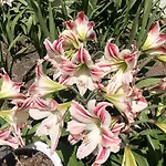 Flowers' Guest House