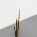 Poema Antiparos
