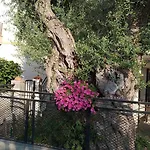 Aegean Balcony