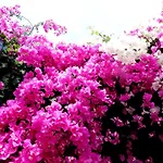 Bougainvillea Suites