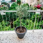 Lux Apartment Athens Vipgreece.